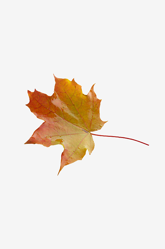 秋叶树叶落叶免抠图素材-众图网