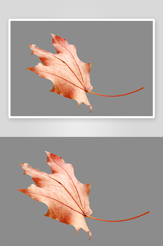 秋叶树叶落叶免抠图素材-众图网