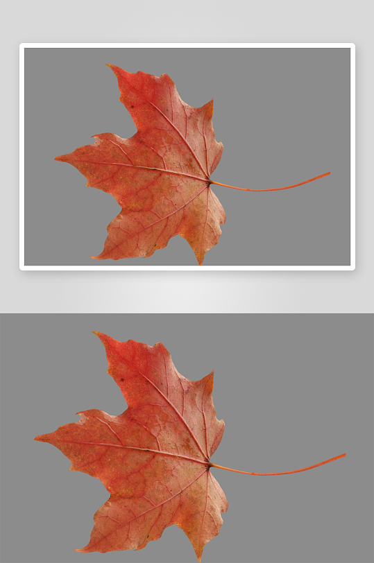 秋叶树叶落叶免抠图素材-众图网