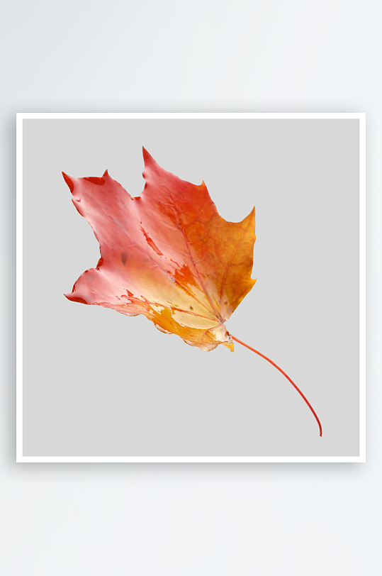 秋叶树叶落叶免抠图素材-众图网