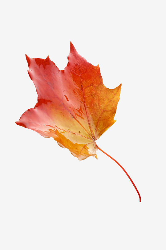 秋叶树叶落叶免抠图素材-众图网