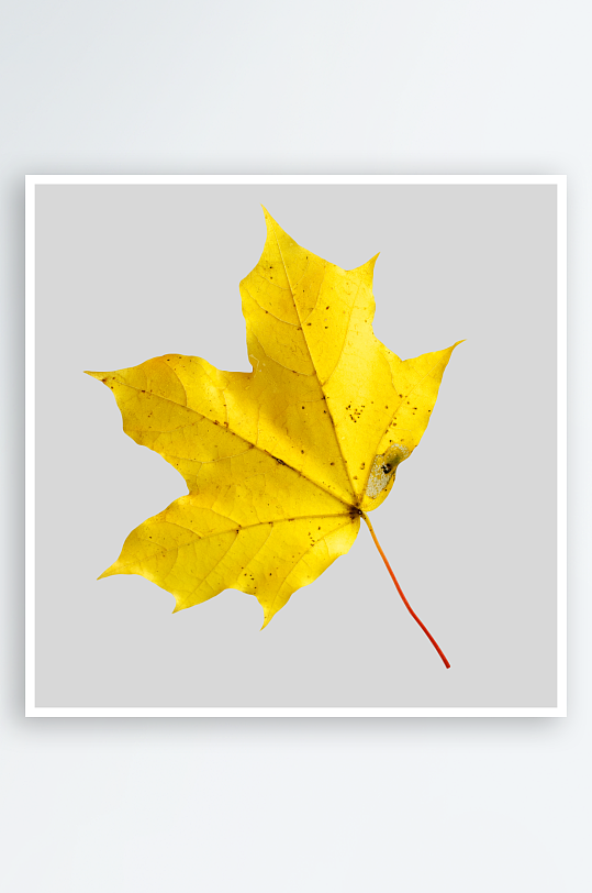 秋叶树叶落叶免抠图素材-众图网