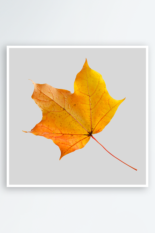 秋叶树叶落叶免抠图素材-众图网