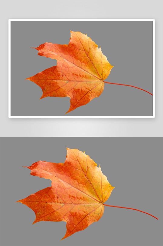 秋叶树叶落叶免抠素材-众图网