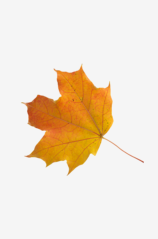 秋叶树叶落叶免抠素材-众图网