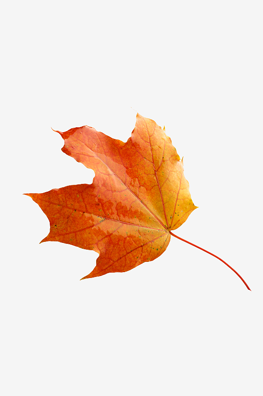 秋叶树叶落叶免抠素材-众图网