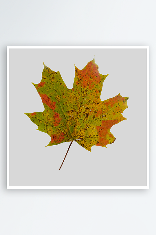 秋叶树叶落叶免抠素材-众图网