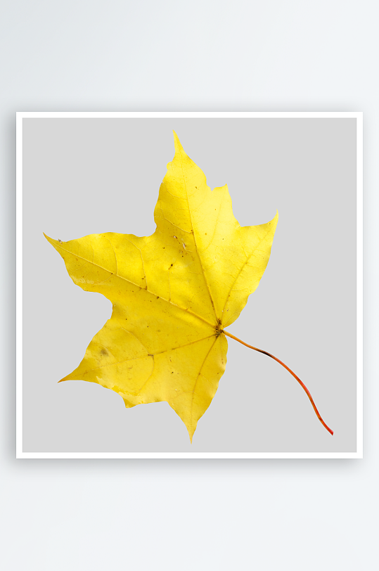 秋叶树叶落叶免抠素材-众图网