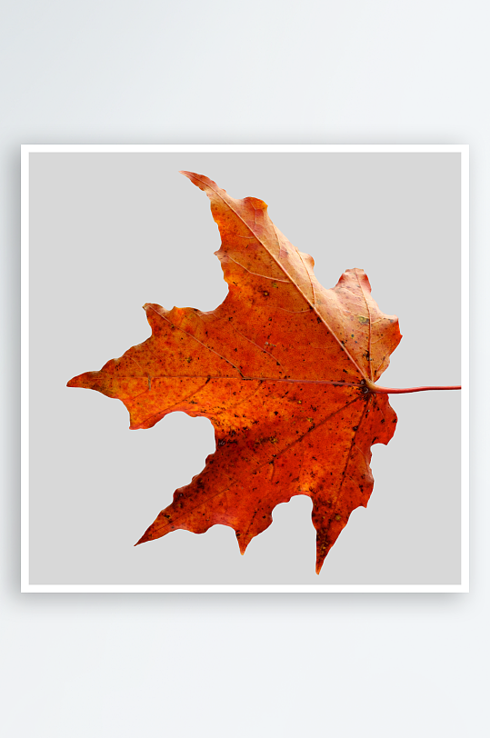 秋叶树叶落叶免抠素材-众图网