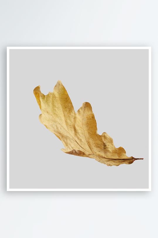 秋叶树叶落叶免抠素材-众图网