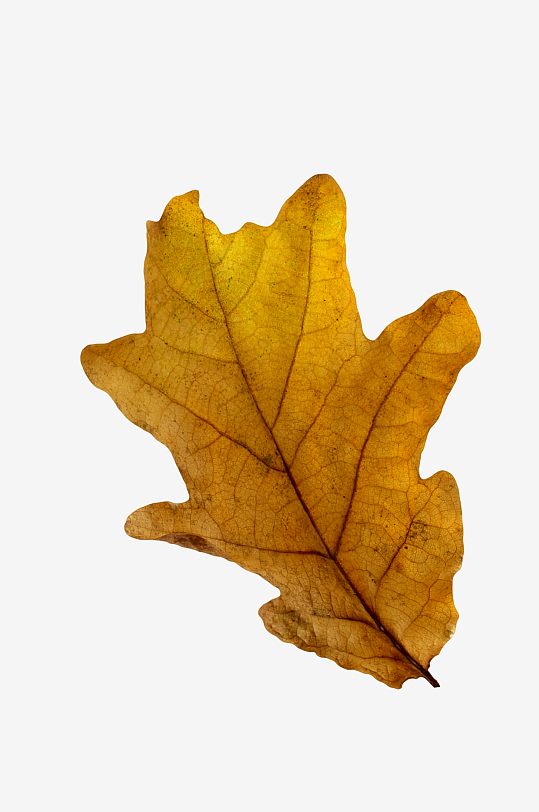 秋叶树叶落叶免抠素材-众图网