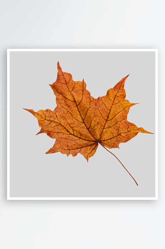 秋叶树叶落叶免抠图-众图网