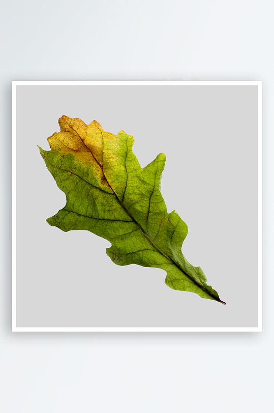 秋叶树叶落叶免抠图-众图网