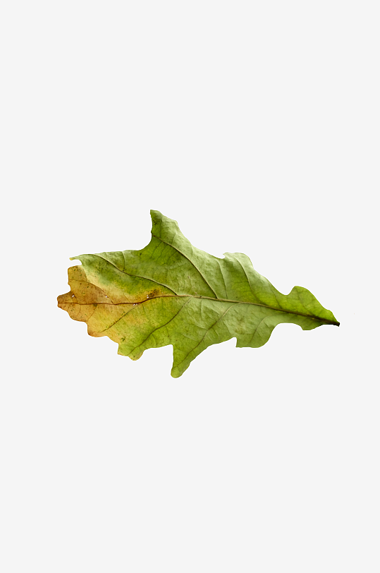 秋叶树叶落叶免抠图-众图网