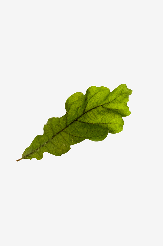 秋叶树叶落叶免抠图-众图网