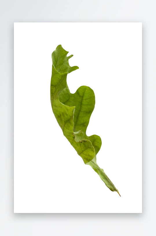 秋叶树叶落叶免抠图-众图网