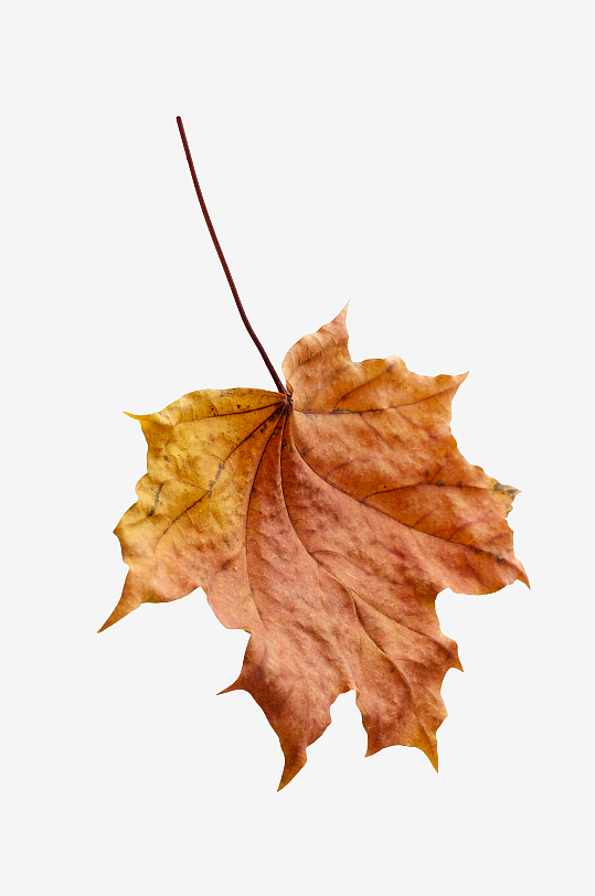 秋叶树叶落叶素材-众图网