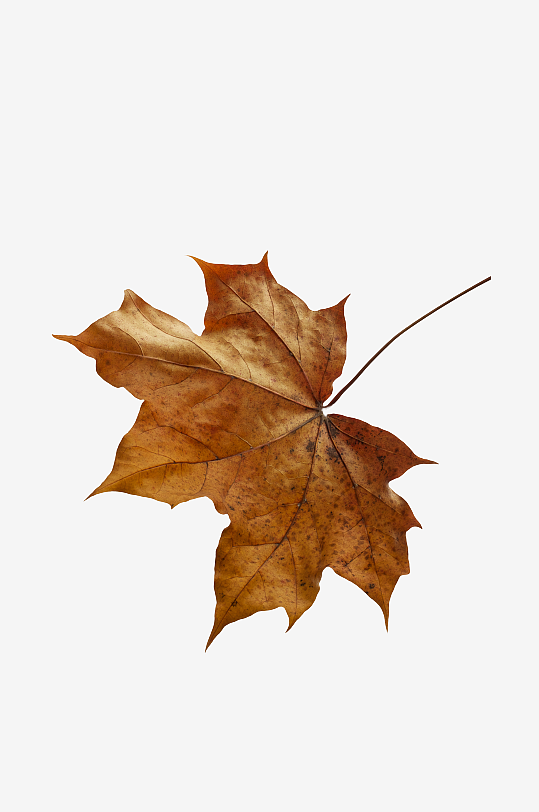 秋叶树叶落叶素材-众图网