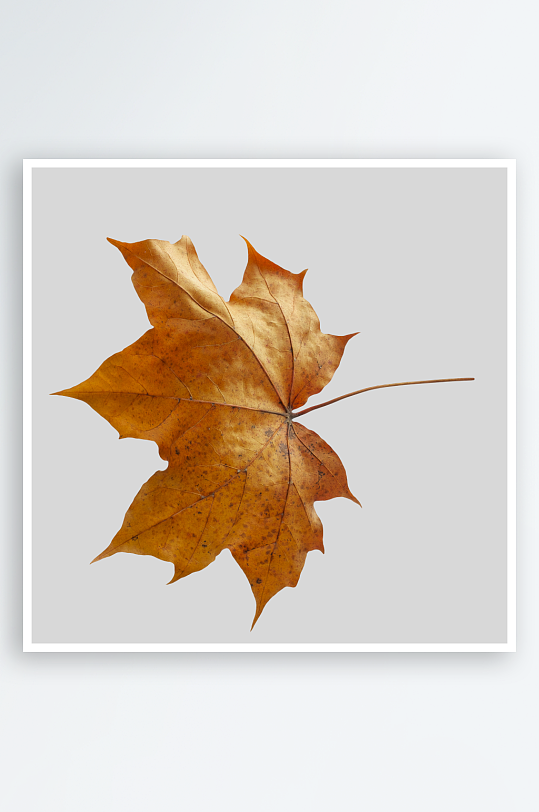 秋叶树叶落叶素材-众图网