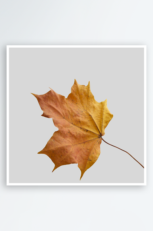 秋叶树叶落叶素材-众图网