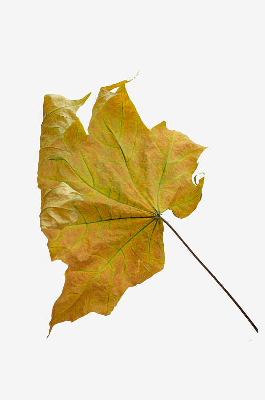 秋叶树叶落叶素材-众图网