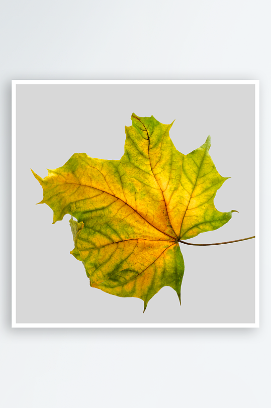 秋叶树叶落叶免抠图-众图网