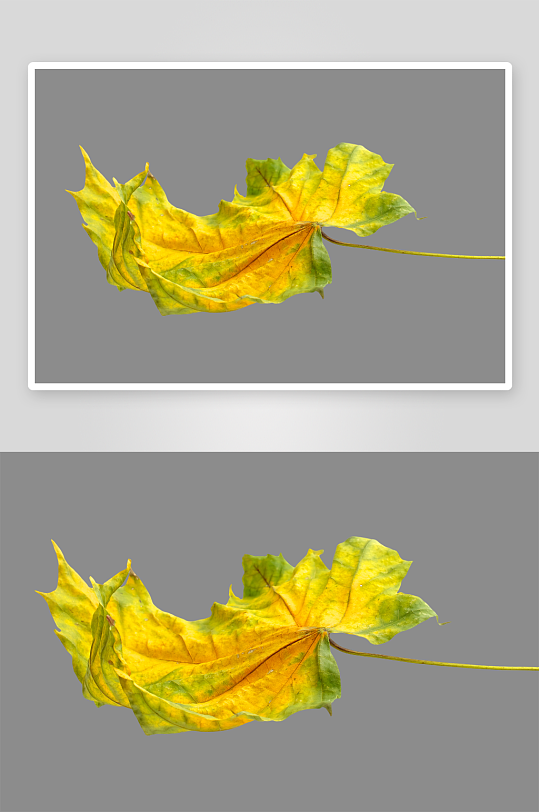 秋叶树叶落叶免抠图-众图网