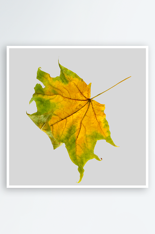 秋叶树叶落叶免抠图-众图网