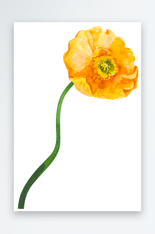 手绘植物花卉免抠素材-众图网