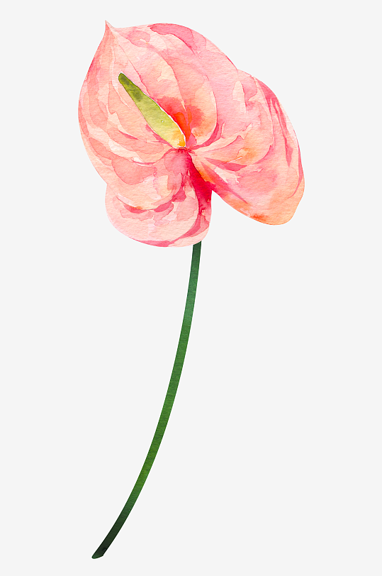 手绘植物花卉免抠素材-众图网