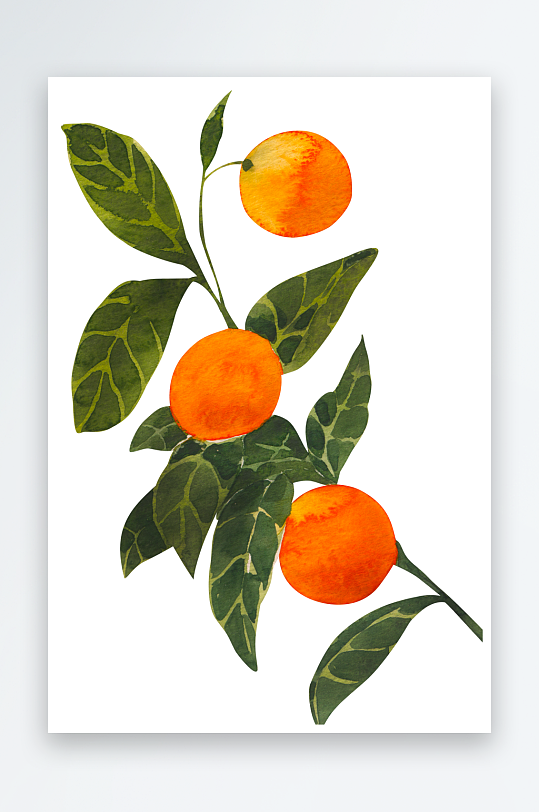 手绘植物花卉免抠素材-众图网