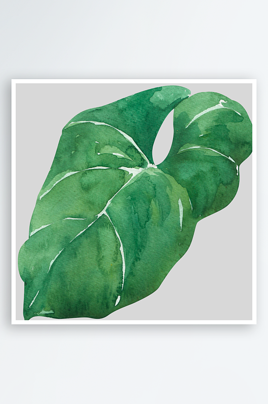 手绘植物花卉免抠素材-众图网