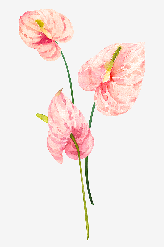 手绘植物花卉png素材-众图网