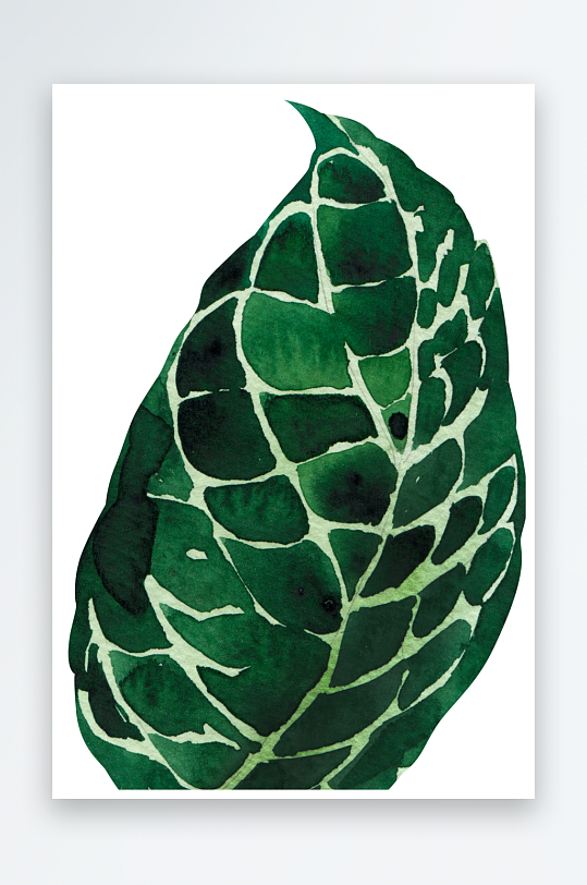 手绘植物花卉png素材-众图网