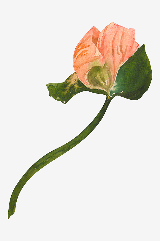 手绘植物花卉png图片-众图网