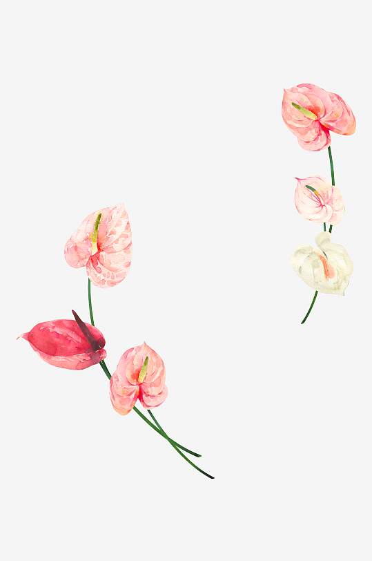 手绘植物花卉png图片素材-众图网