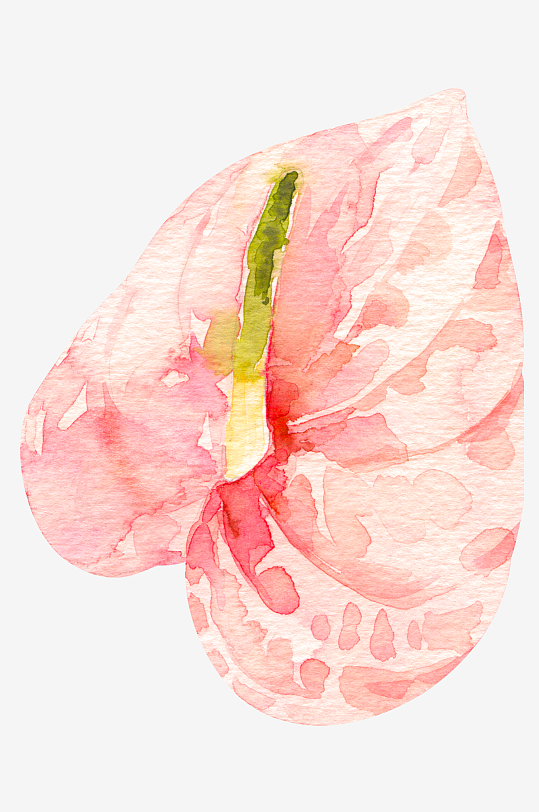 手绘植物花卉png图片素材-众图网