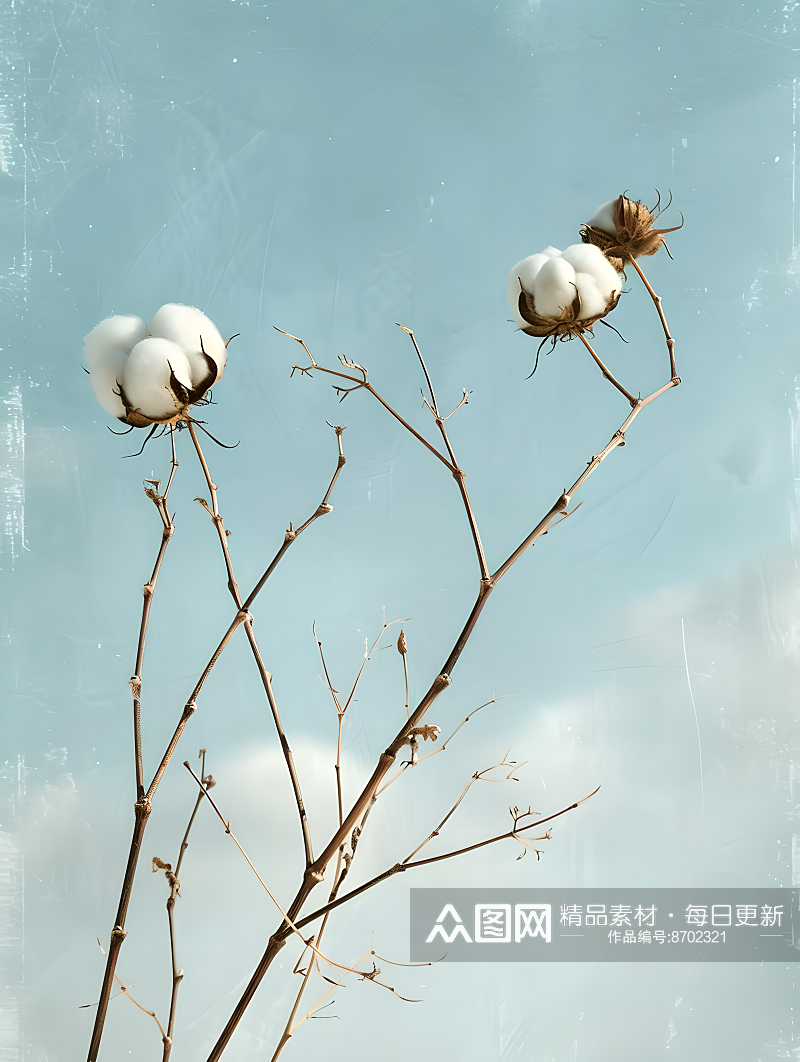 田野中的两株棉花植物奢华的织物素材