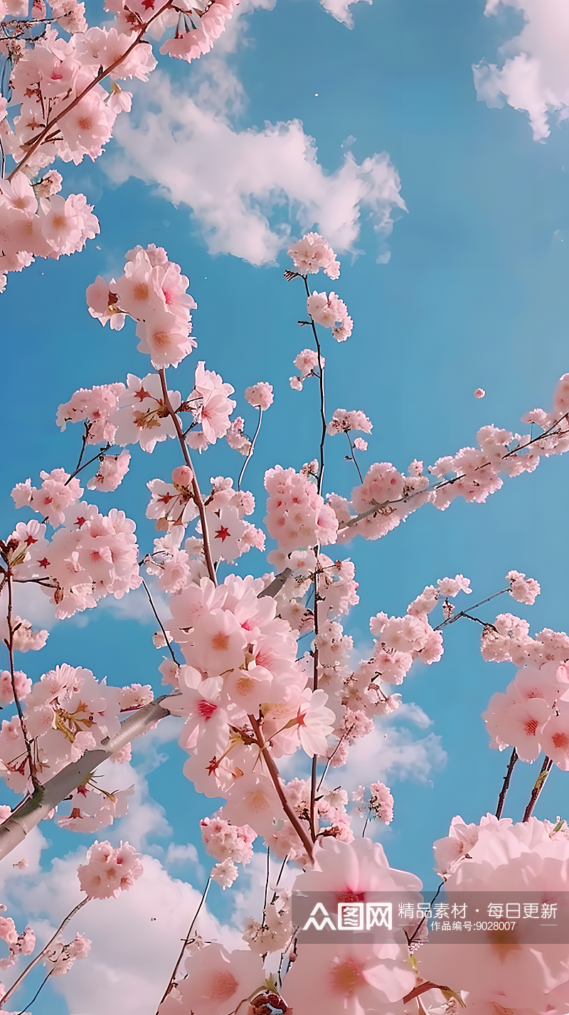在蔚蓝天空和洁白云彩的映衬下粉色樱花绽放素材