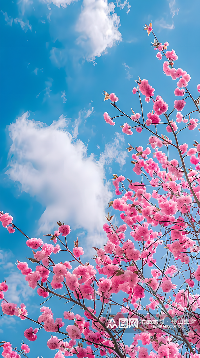 在蔚蓝天空和洁白云彩的映衬下粉色樱花绽放素材