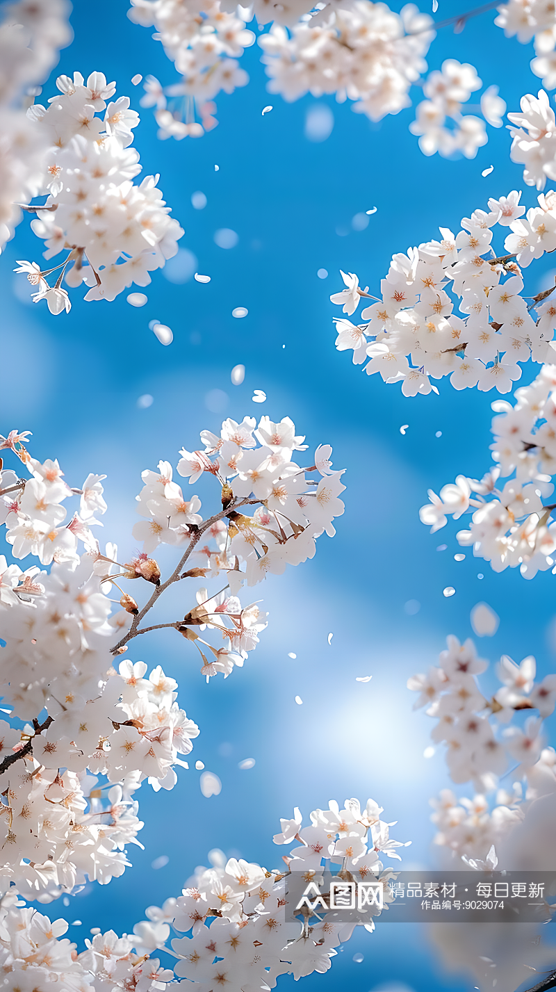 蔚蓝的天空和洁白的云彩下盛开着白色的樱花素材