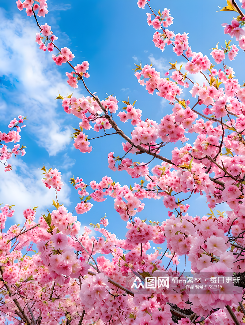 蓝天白云下的红樱花，中心大面积留白素材