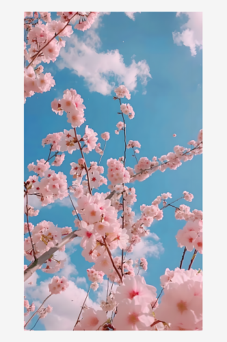 在蔚蓝天空和洁白云彩的映衬下粉色樱花绽放
