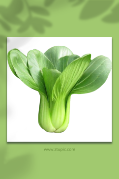 白菜蔬菜食材免抠元素