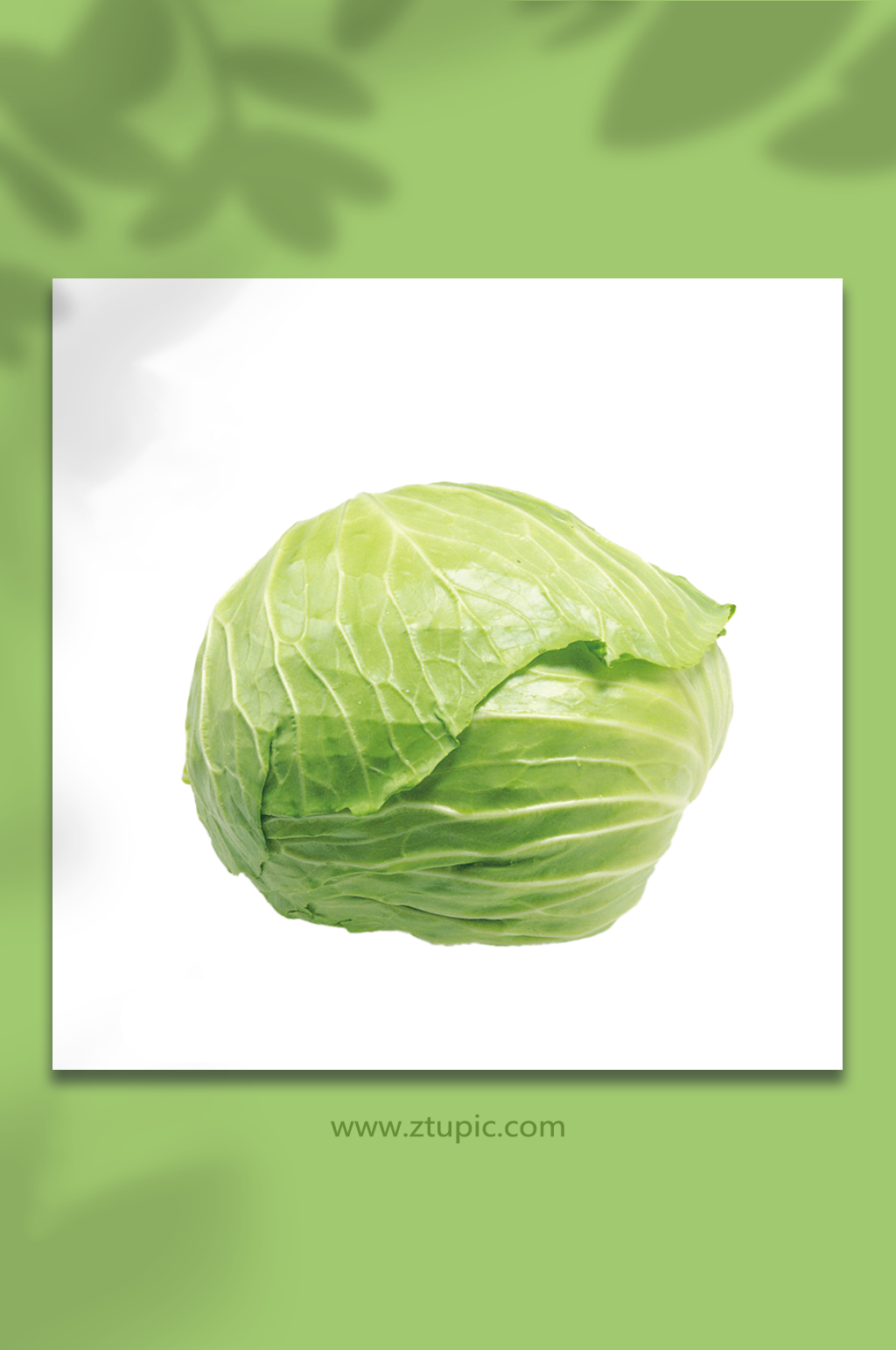包菜蔬菜生鲜食材免抠元素素材