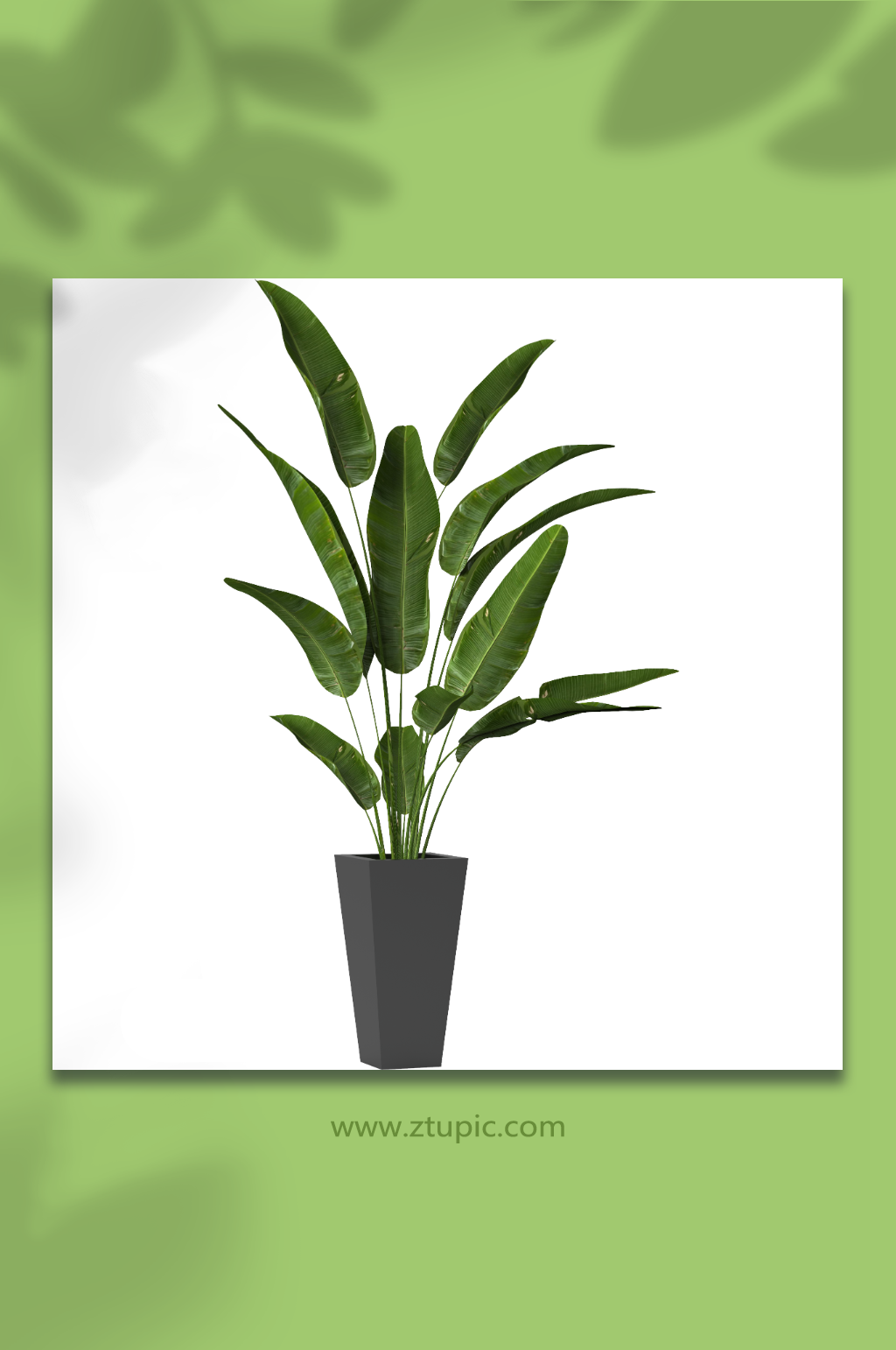 盆栽花盆植物免抠PNG素材素材