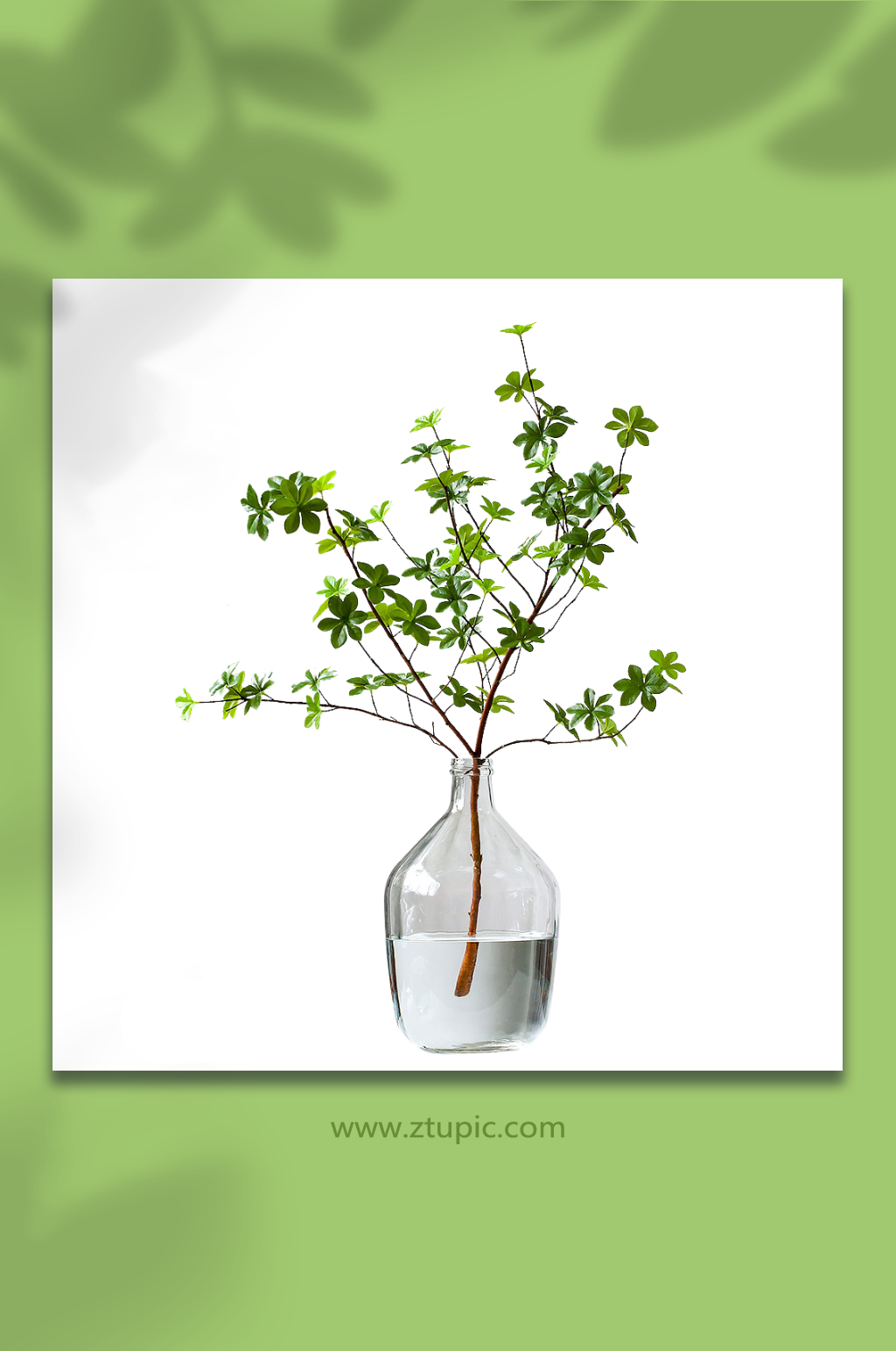绿植花卉植物免抠PNG素材素材