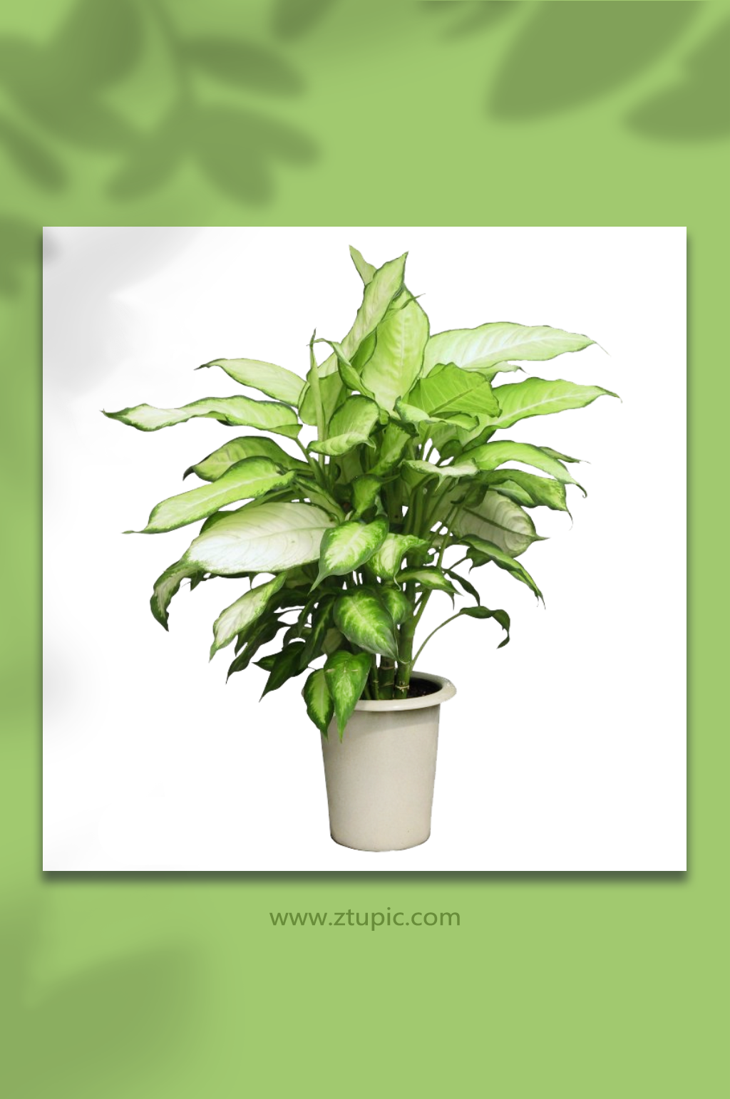 绿植花盆盆栽免抠PNG素材素材