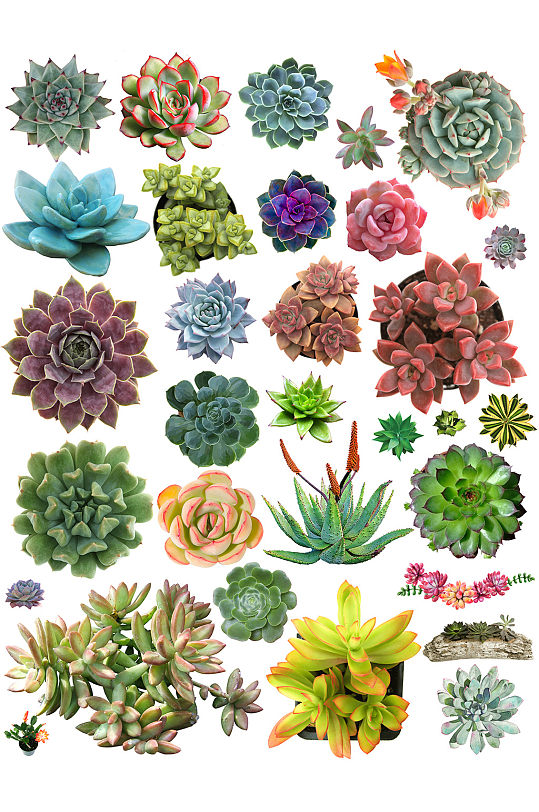 手绘多肉元素.png
