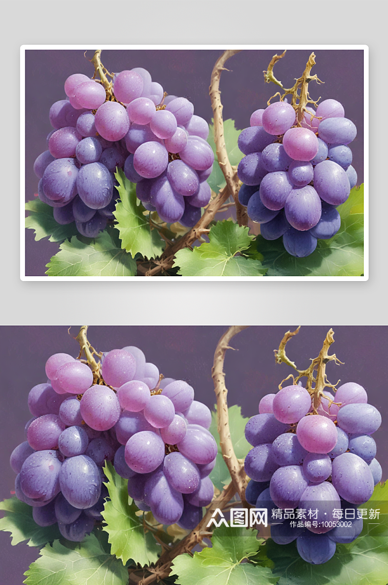 葡萄蔓延葡萄插画的生机之美素材